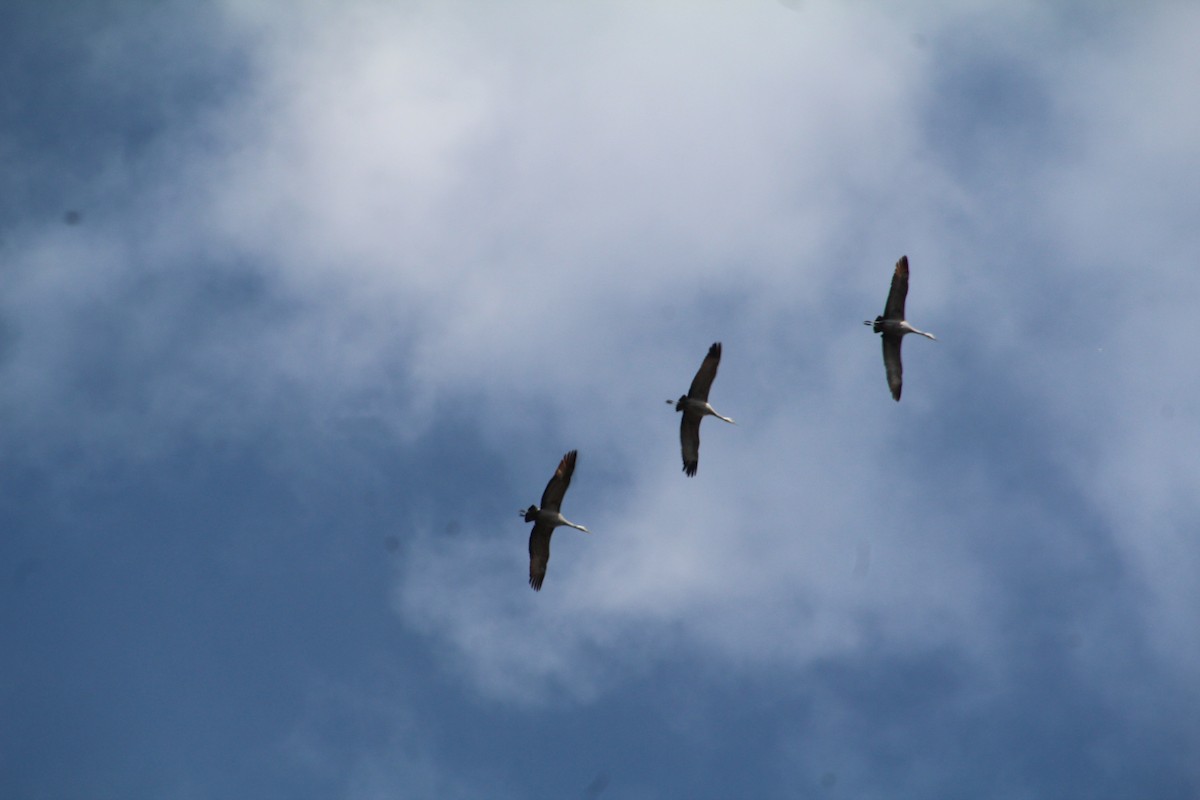 Sandhill Crane - Ann Monk