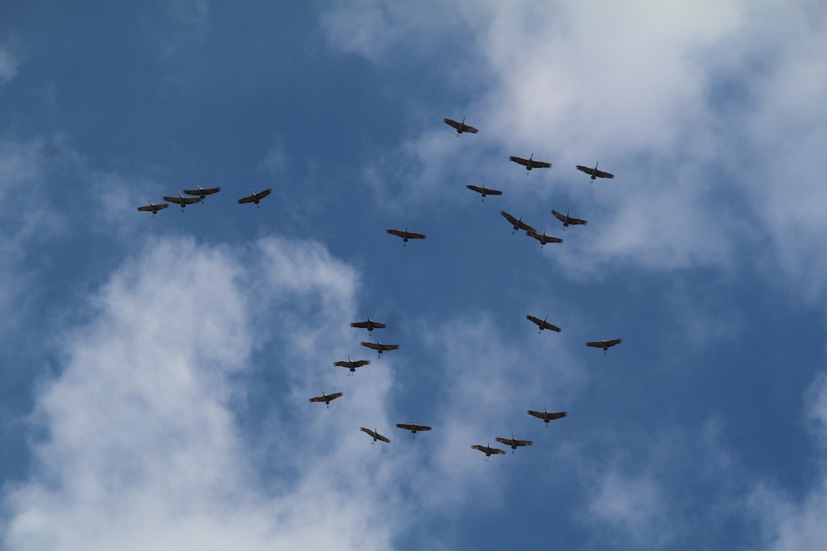 Sandhill Crane - ML622101989