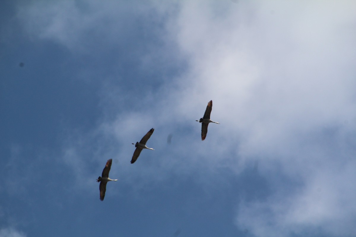 Sandhill Crane - ML622101991