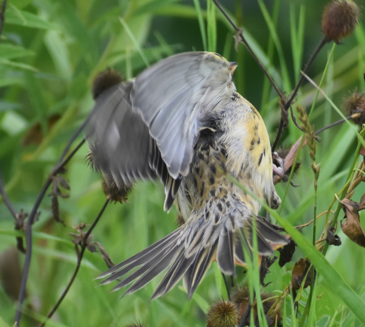 bobolink - ML622101992