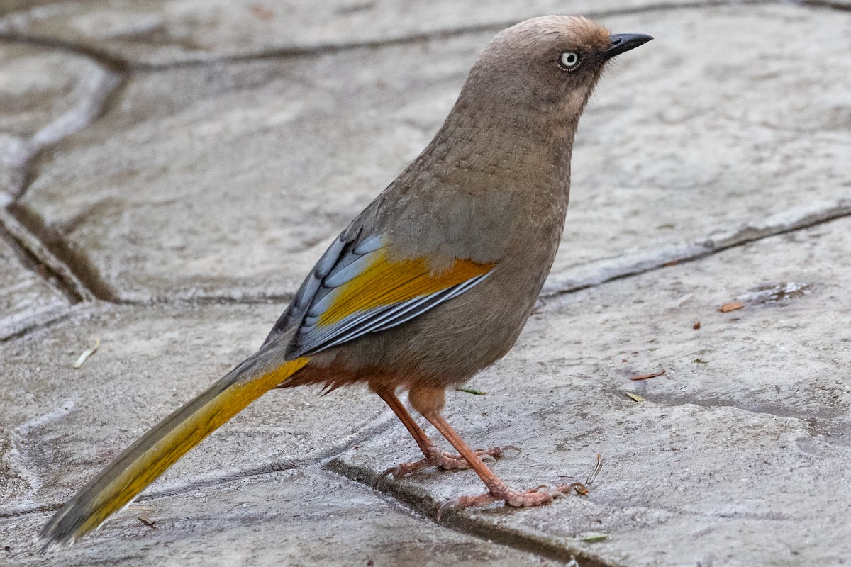 Elliot's Laughingthrush - ML622101993