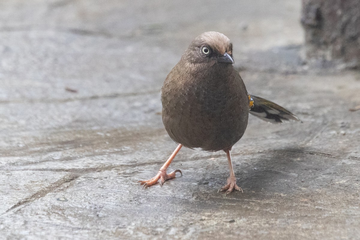 Elliot's Laughingthrush - Sue Wright