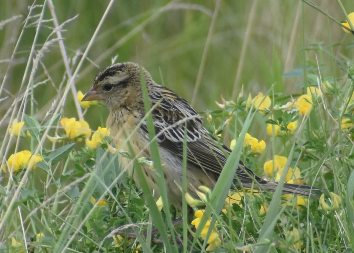 bobolink - ML622101996