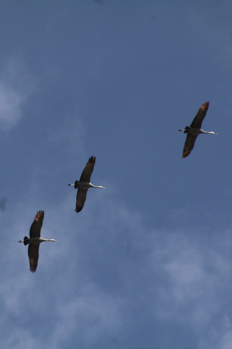 Sandhill Crane - ML622102000