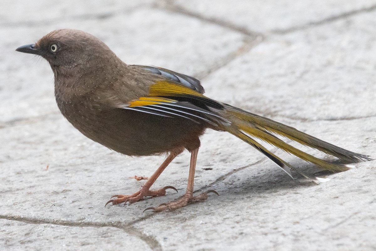 Elliot's Laughingthrush - ML622102001