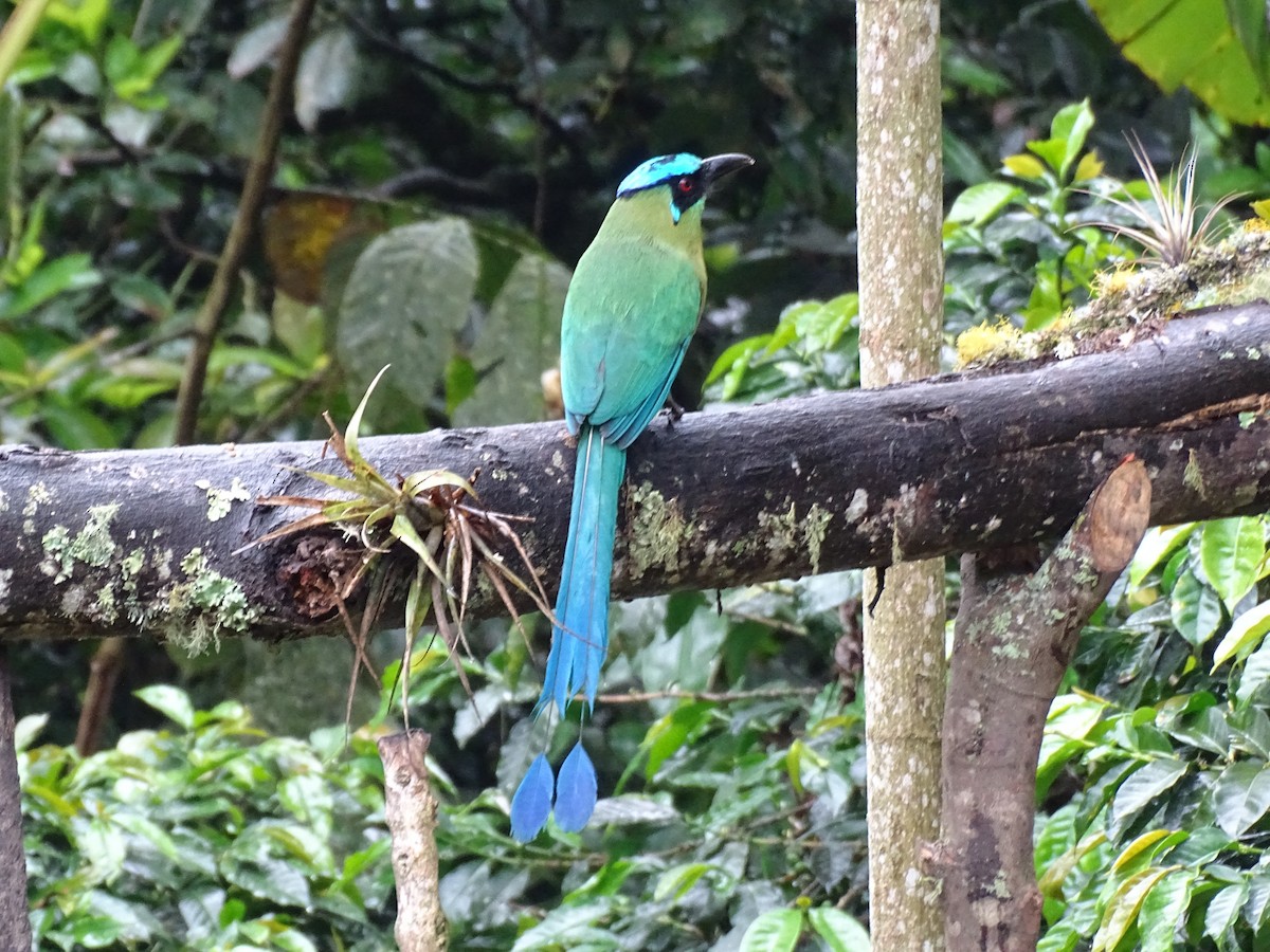 bergmotmot - ML622102004