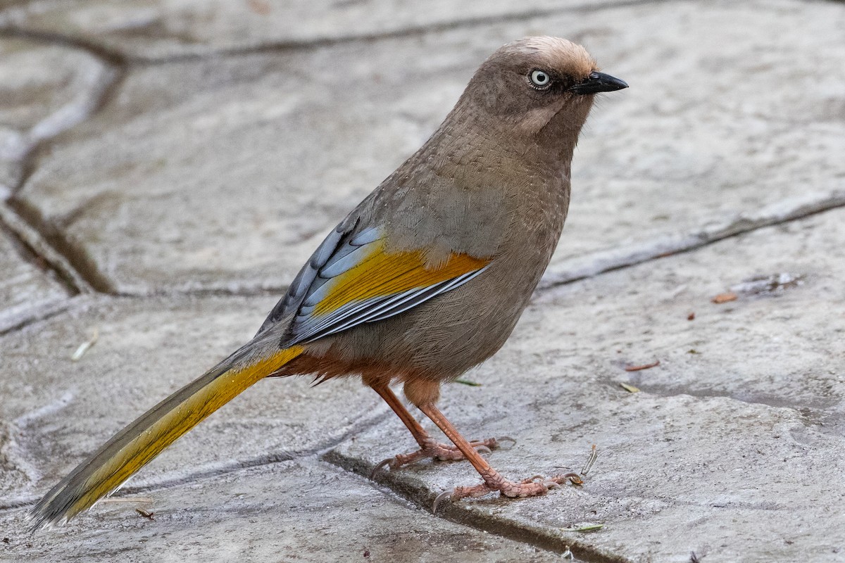 Elliot's Laughingthrush - ML622102005