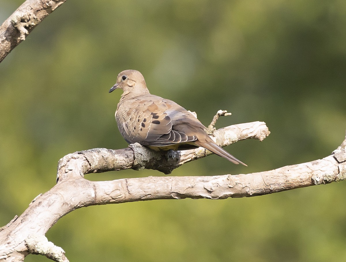 Mourning Dove - ML622102014