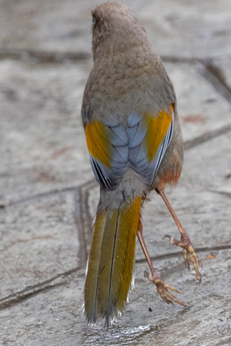 Elliot's Laughingthrush - ML622102020