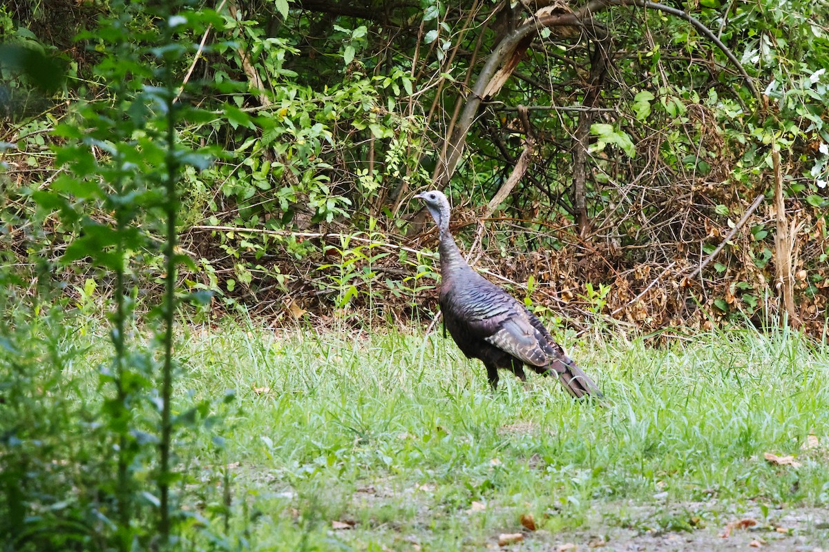 Wild Turkey - ML622102087