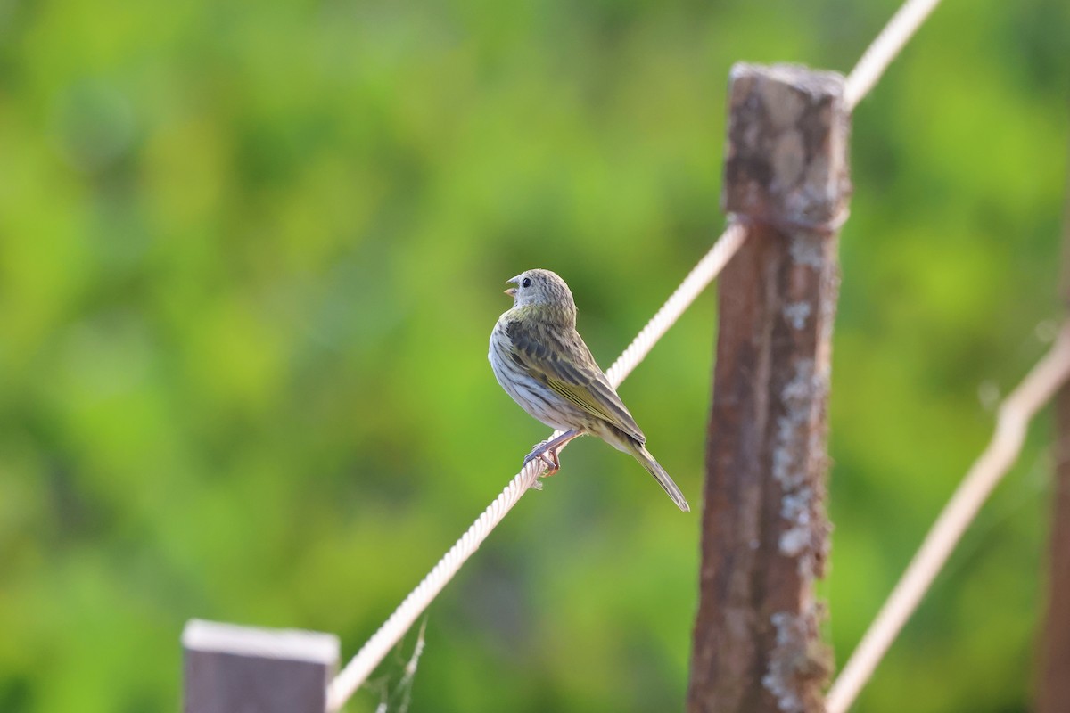 Saffron Finch - ML622102106