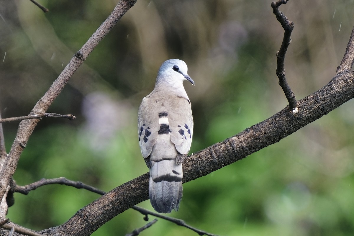 Black-billed Wood-Dove - ML622102126