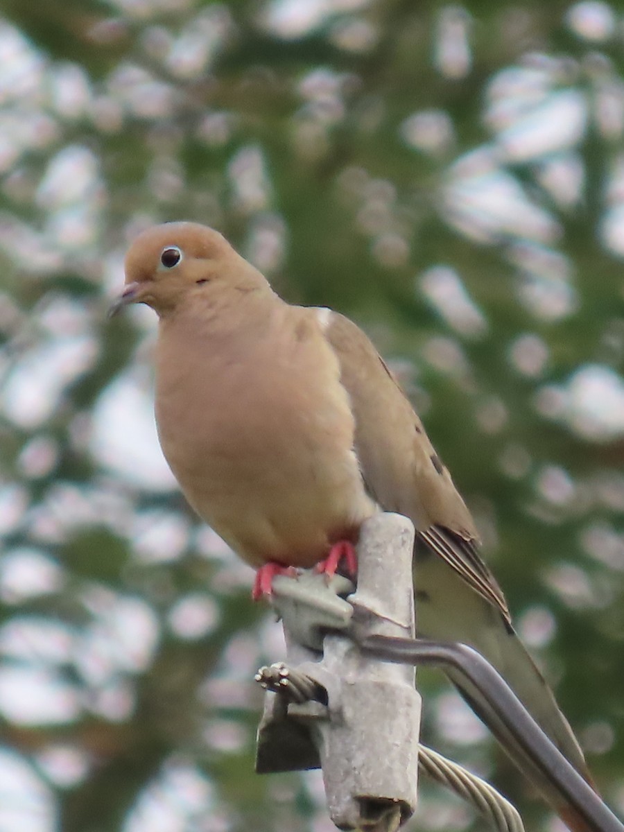 Mourning Dove - ML622102139