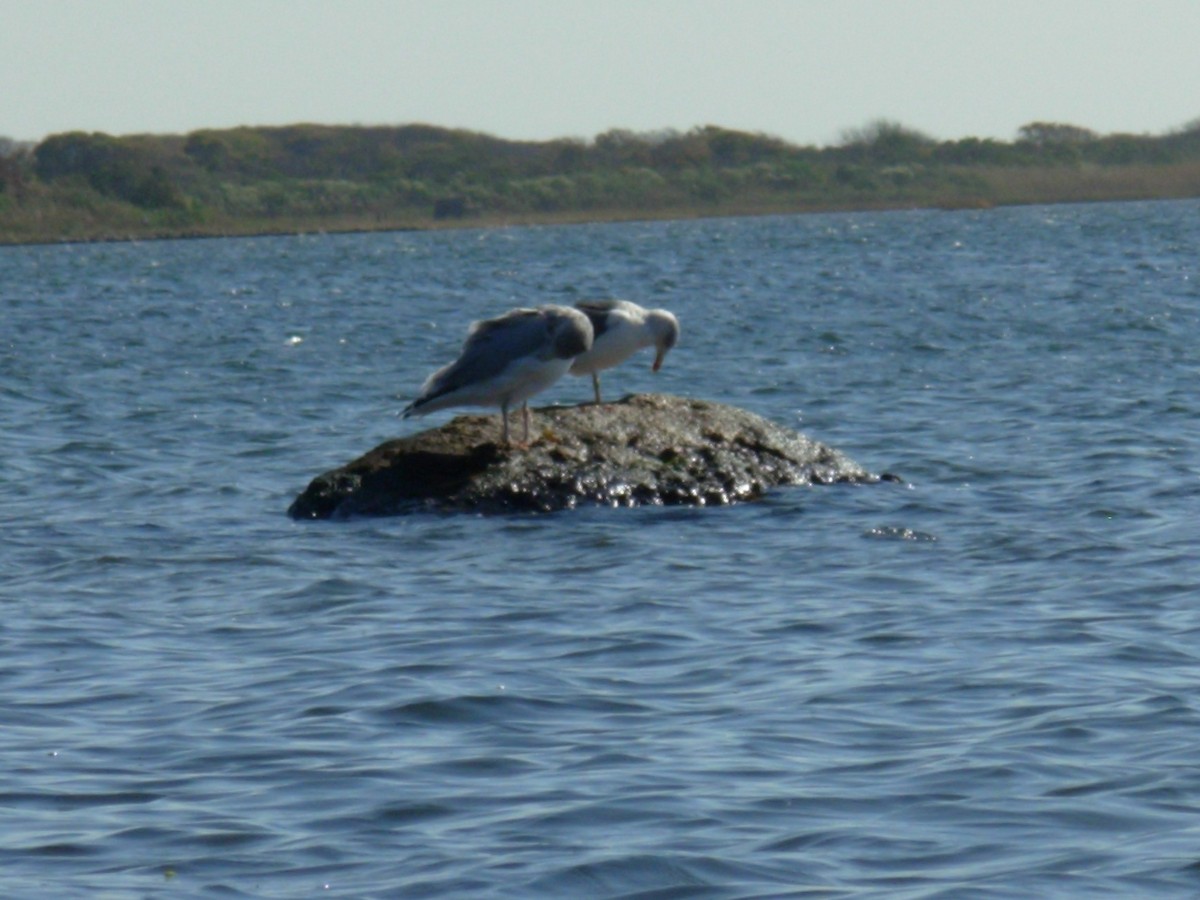 Lesser Black-backed Gull - ML622102181