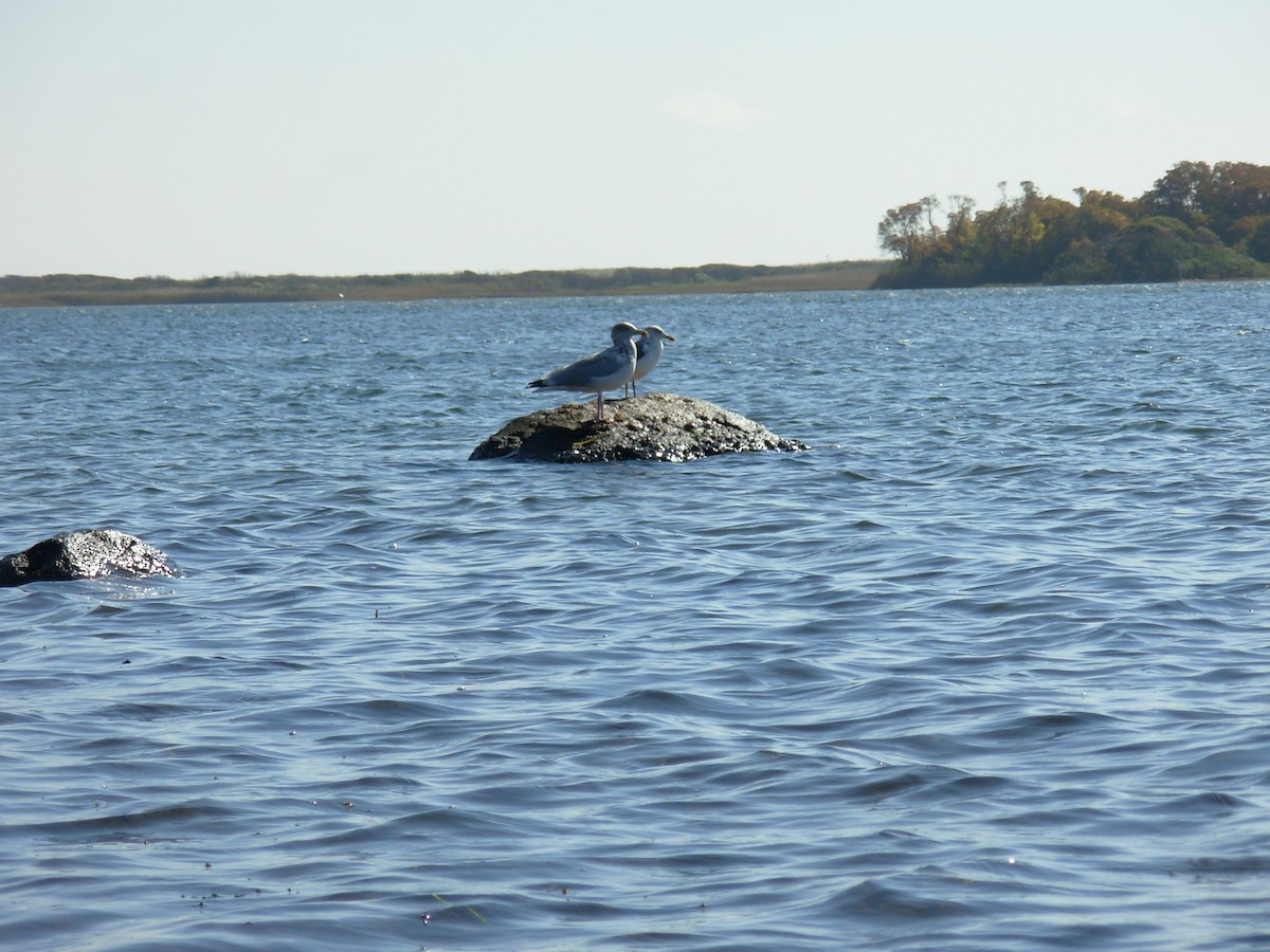 Lesser Black-backed Gull - ML622102184