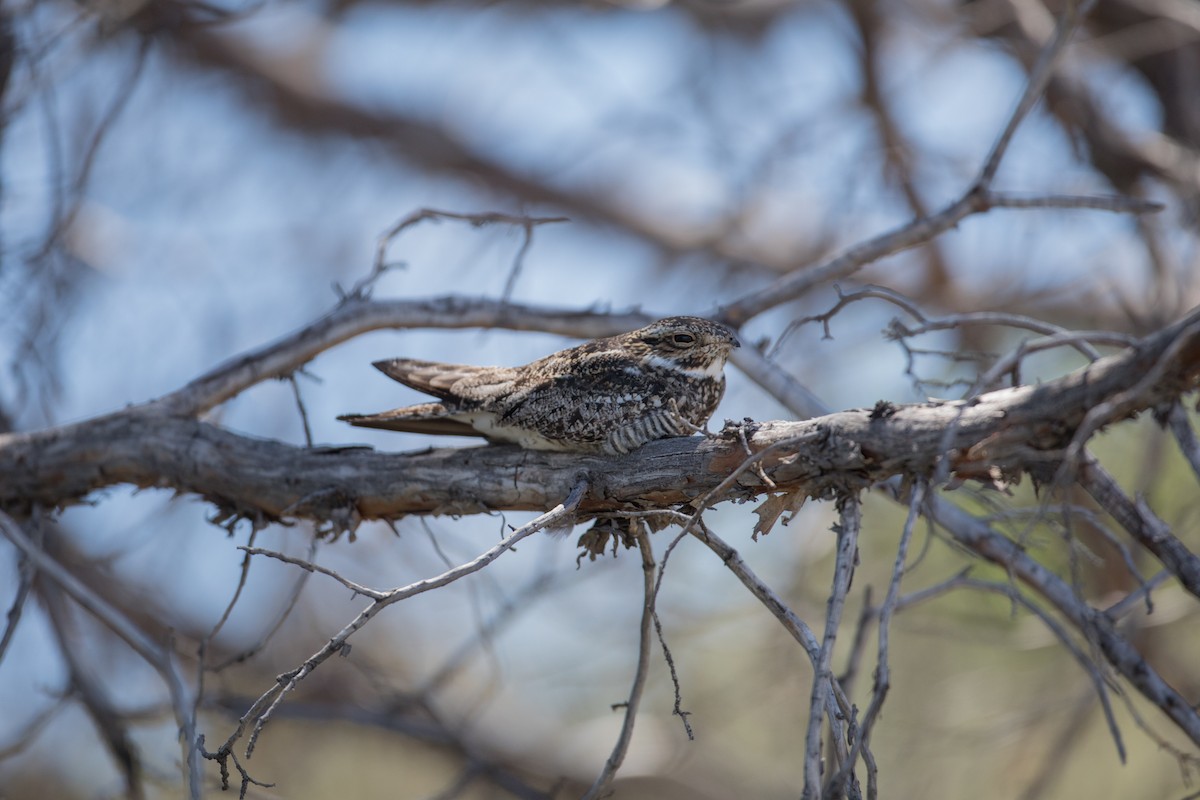 Common Nighthawk - Nancy Davis