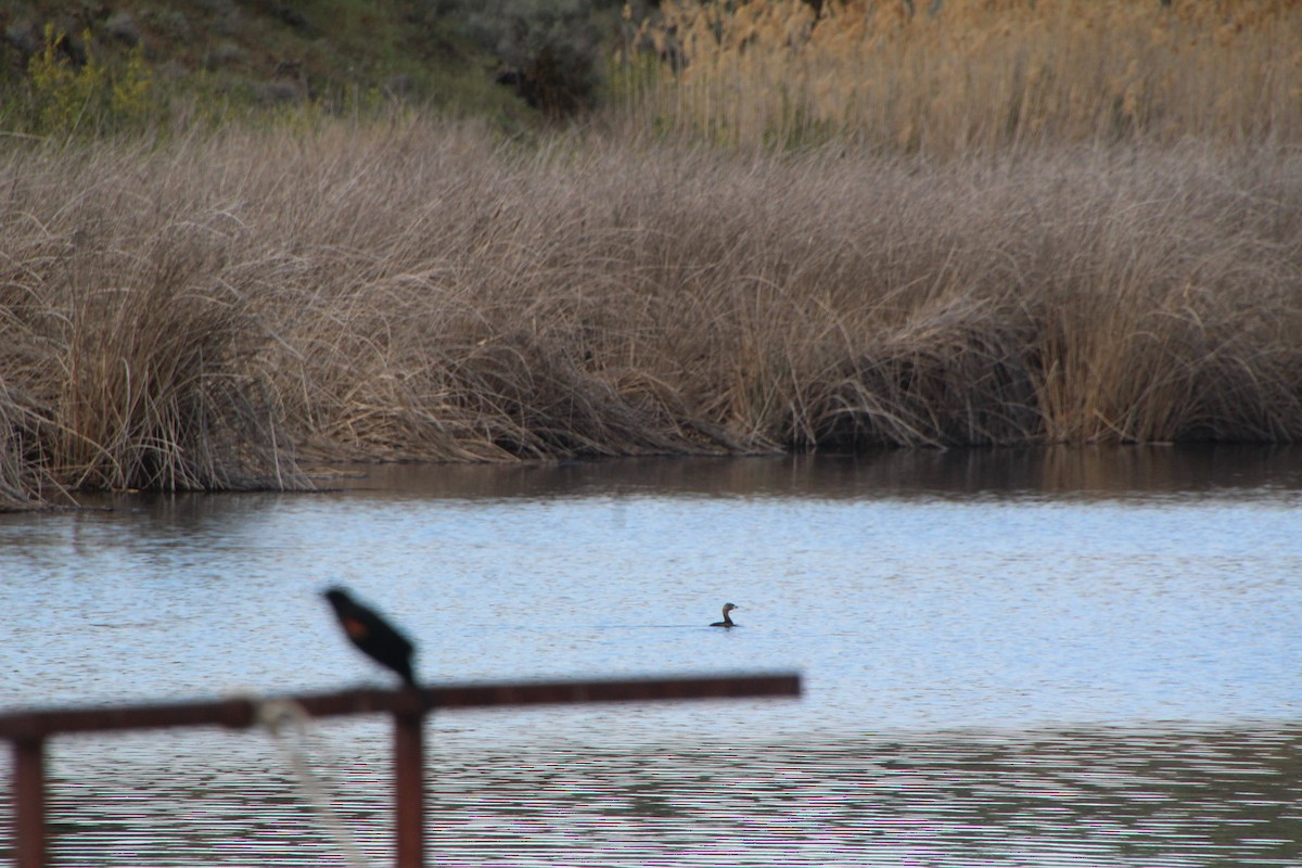 Pied-billed Grebe - Ann Monk