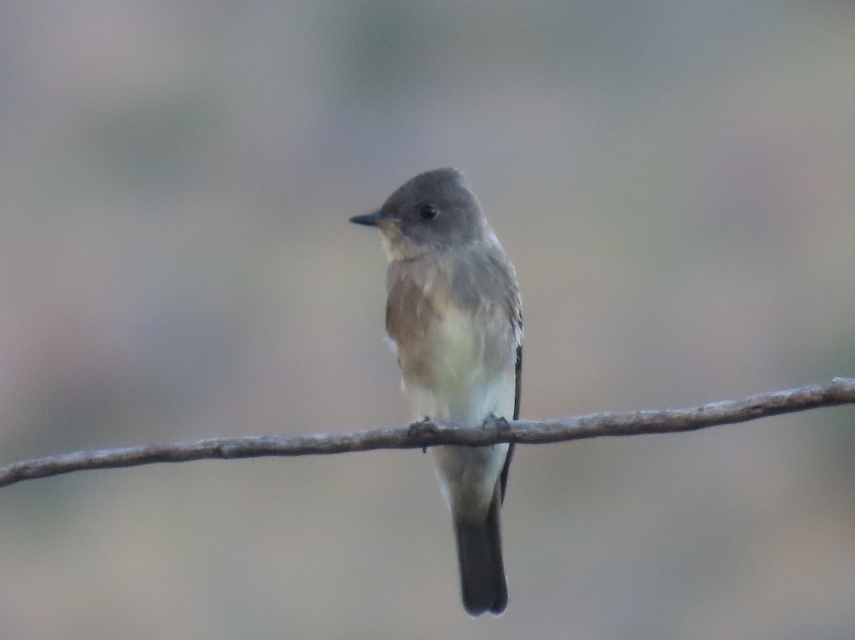 Western Wood-Pewee - Daniel Peter Siminski