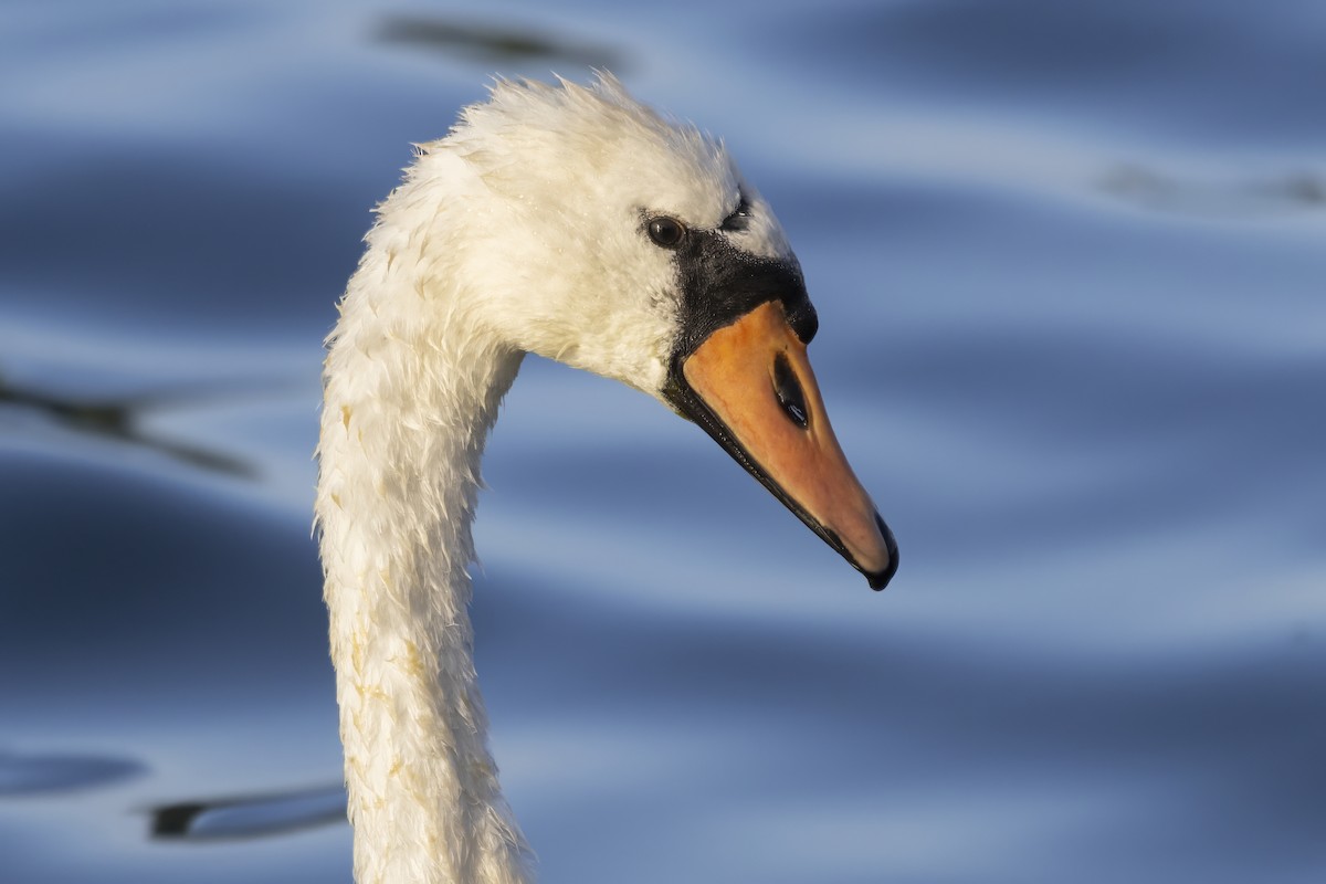 Mute Swan - Shifaan Thowfeequ