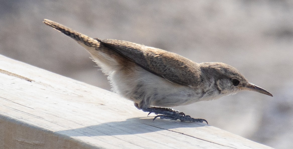 Rock Wren - ML622102291