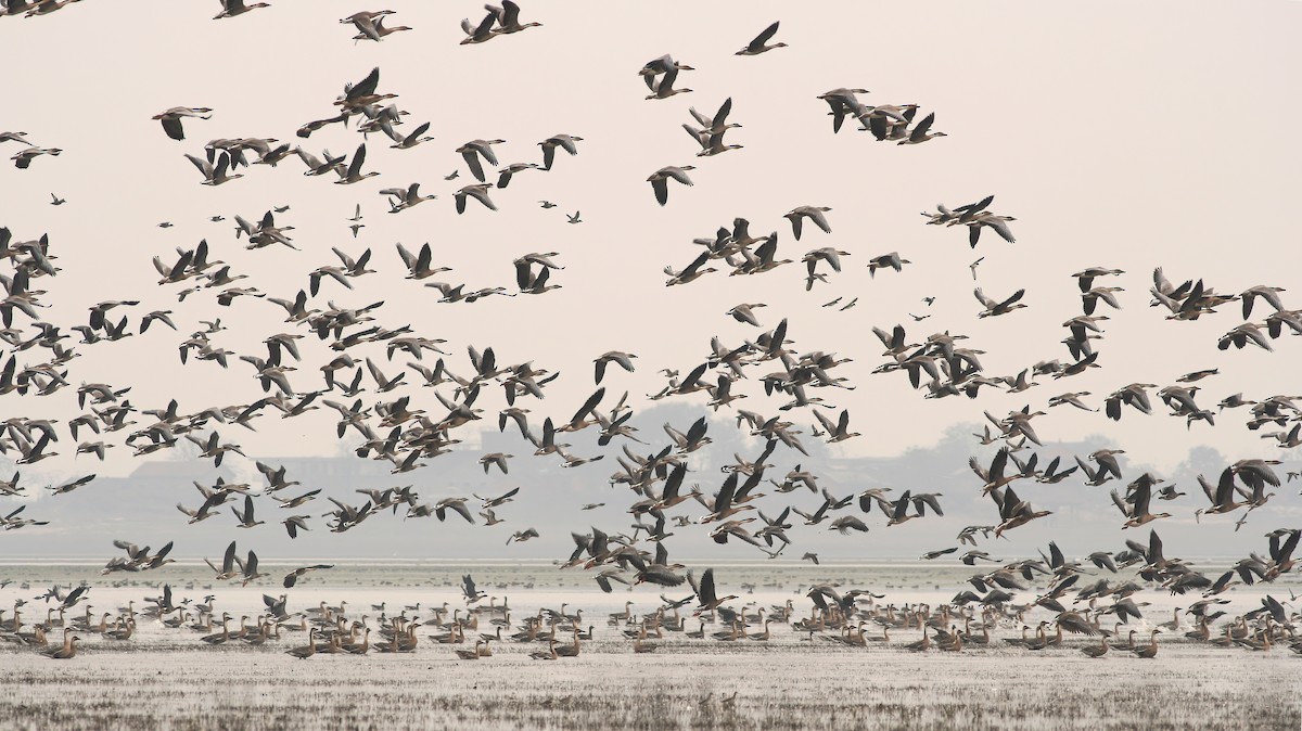 Northern Pintail - ML622102368