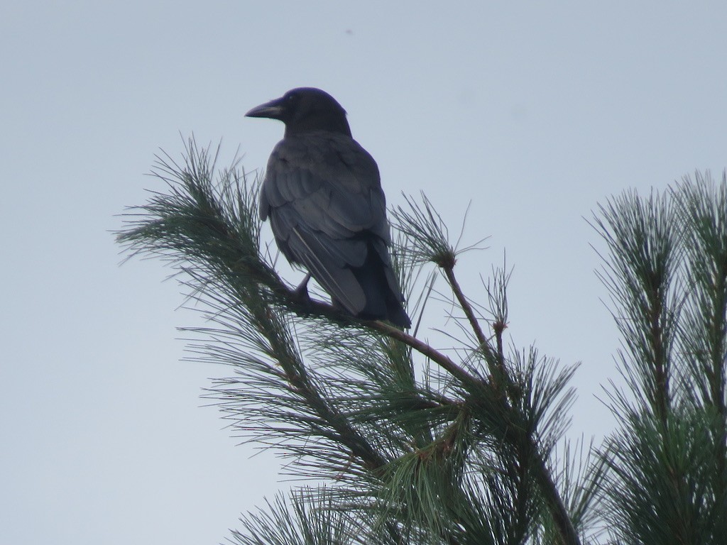 American Crow - ML622102373