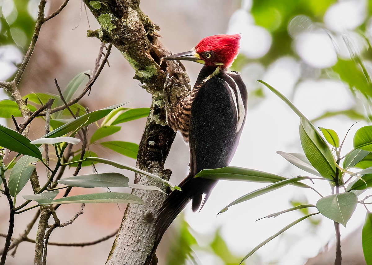 Crimson-crested Woodpecker - ML622102376