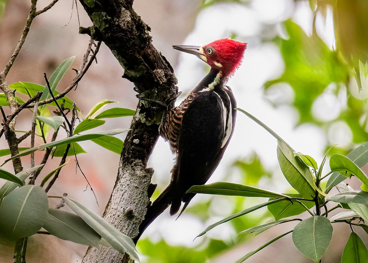 Crimson-crested Woodpecker - ML622102381