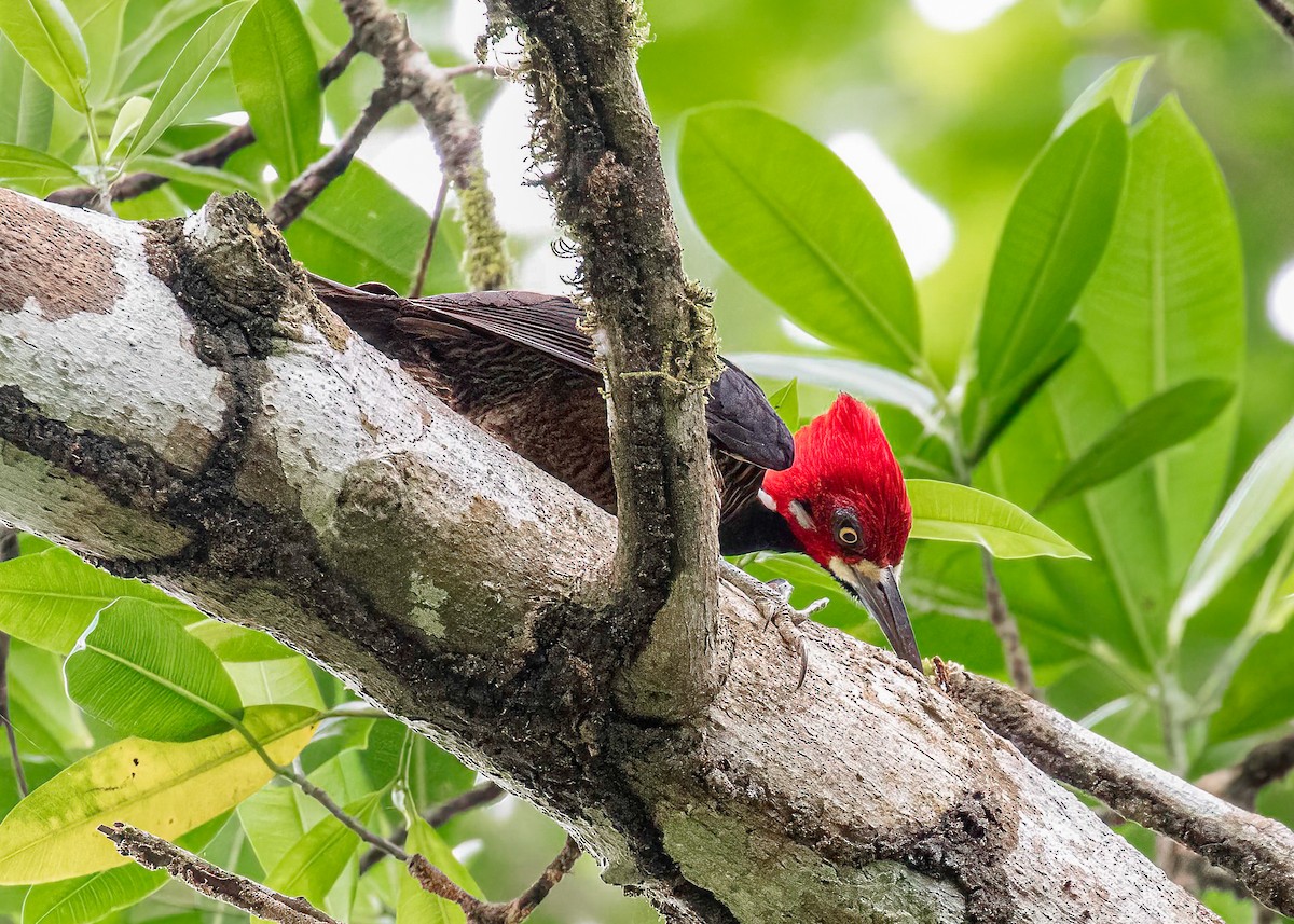 Crimson-crested Woodpecker - ML622102382