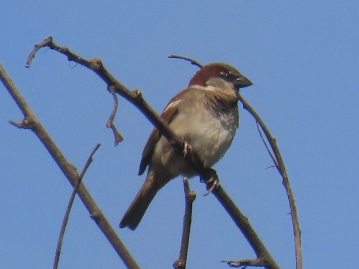 Moineau domestique - ML622102460