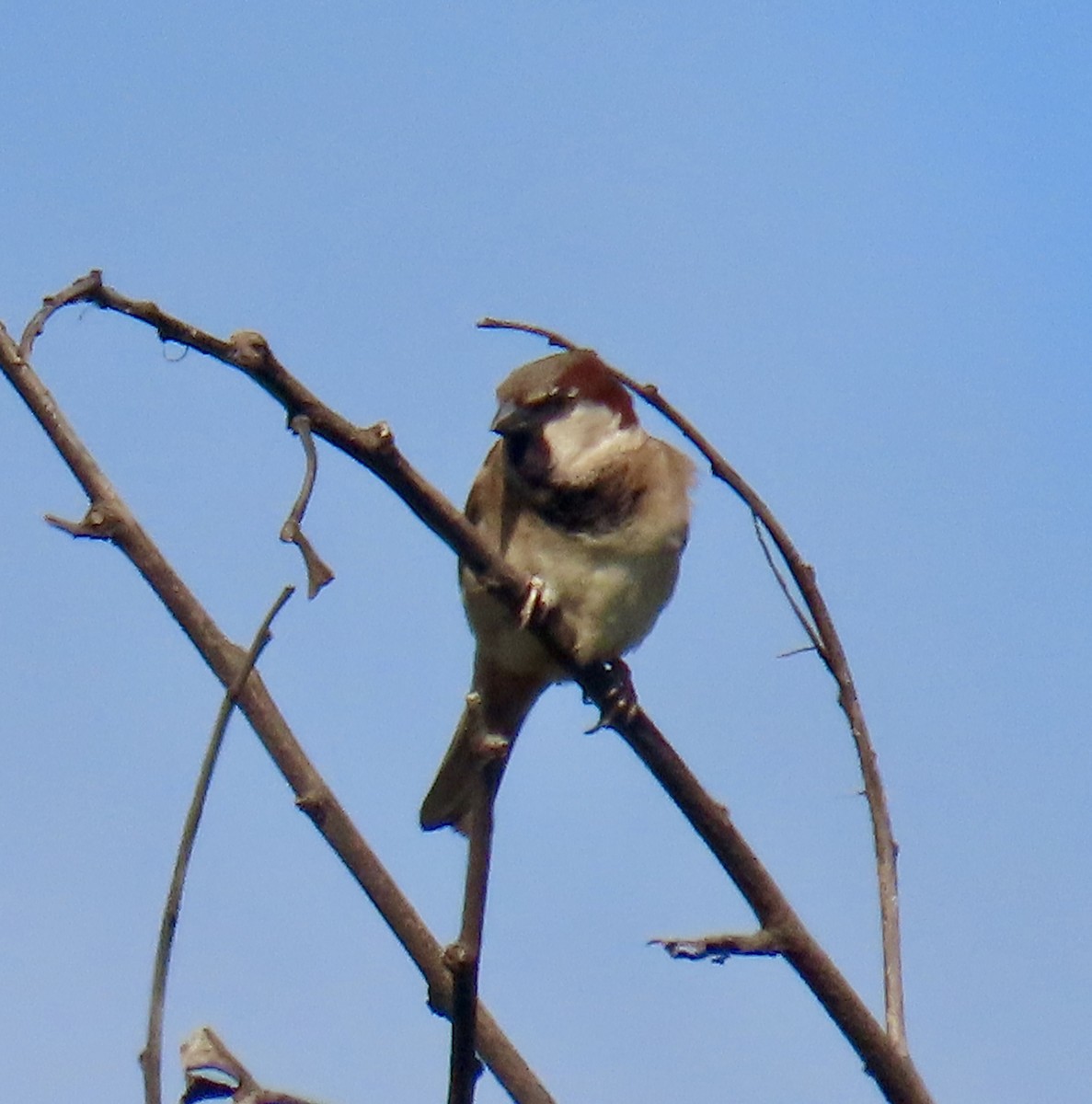 House Sparrow - ML622102461