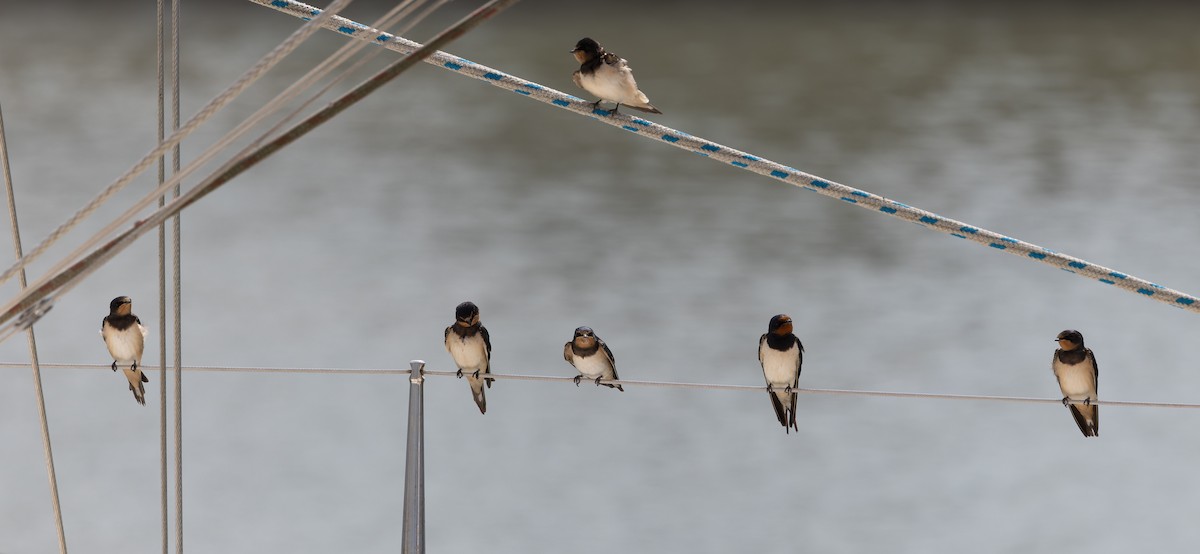 Barn Swallow - Brian Small