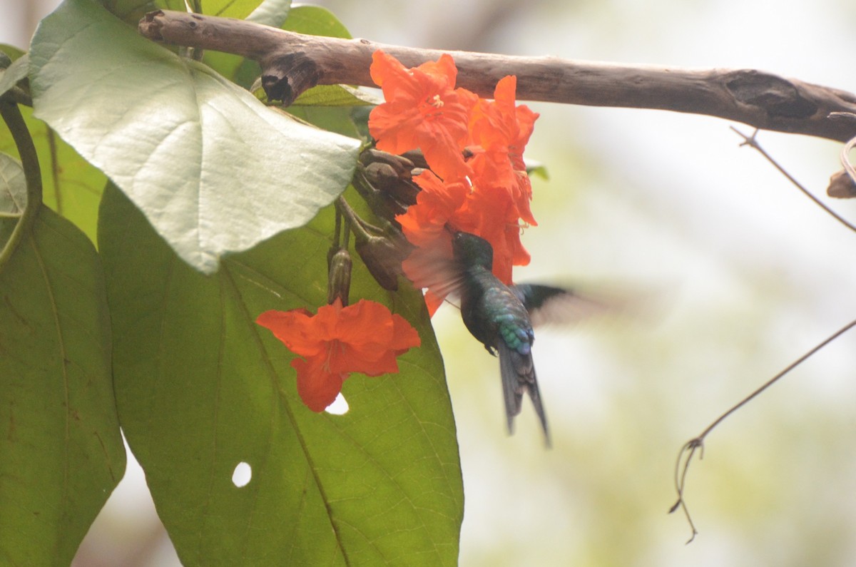 Cozumel Emerald - ML622102473