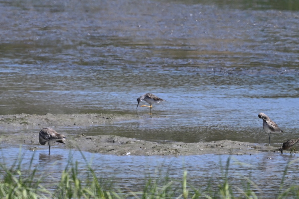 Greater Yellowlegs - lea thai