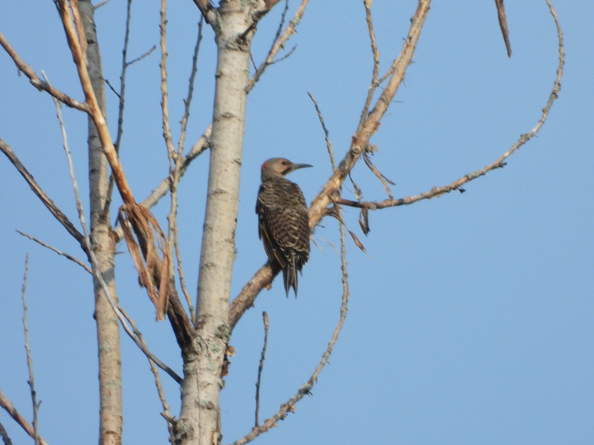 Northern Flicker - Denis Provencher COHL