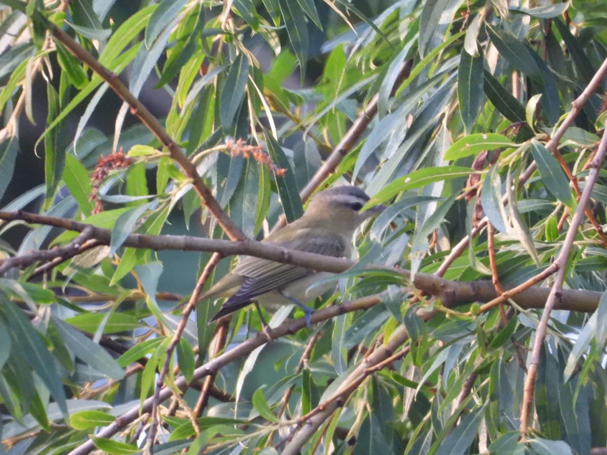 Kızıl Gözlü Vireo - ML622102521