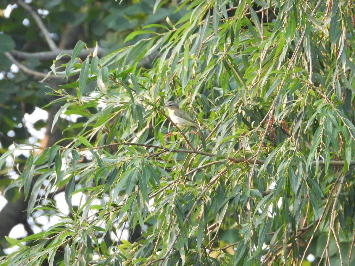 Red-eyed Vireo - Denis Provencher COHL