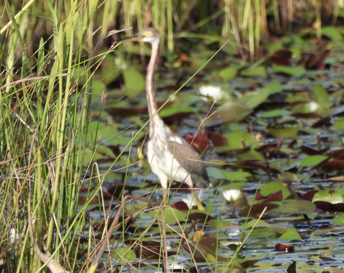 Tricolored Heron - ML622102524