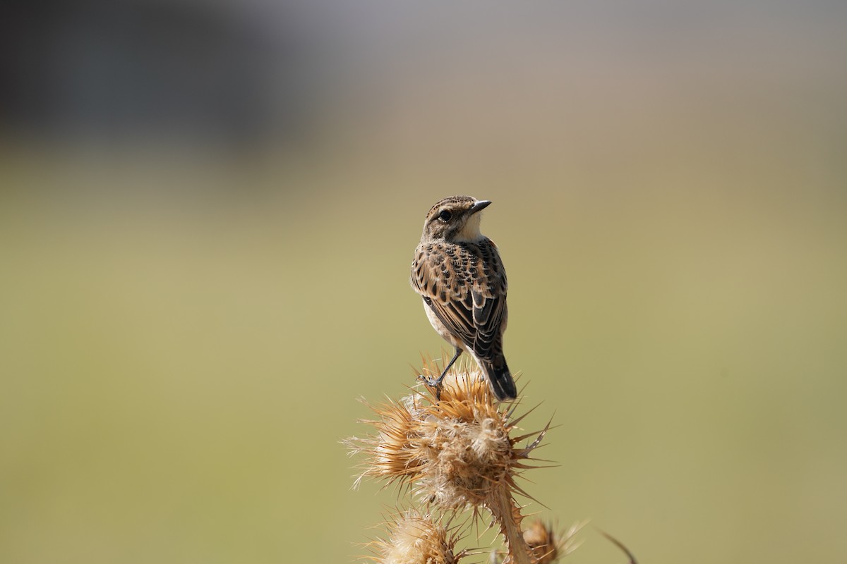 Whinchat - ML622102530