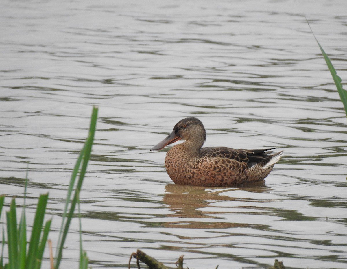 Northern Shoveler - Javier Robres