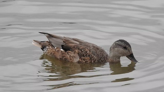 Gadwall - ML622102547