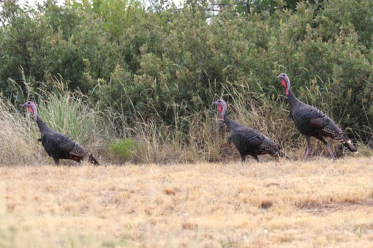 Wild Turkey - ML622102593