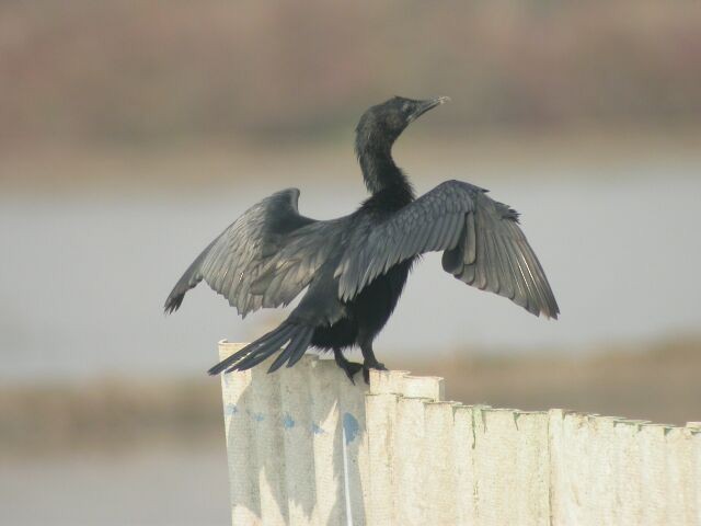 Little Cormorant - David Lewis