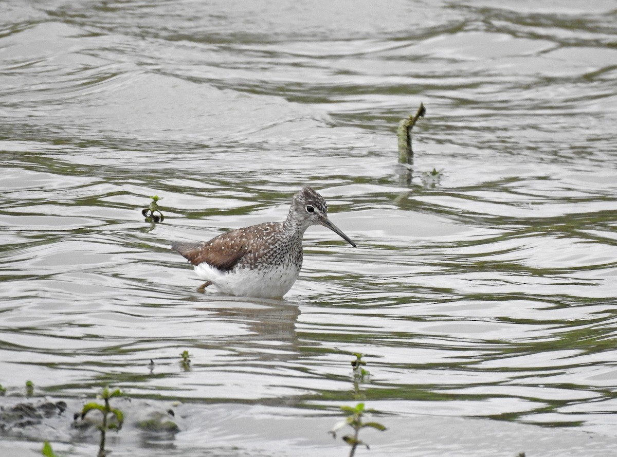 Green Sandpiper - ML622102619