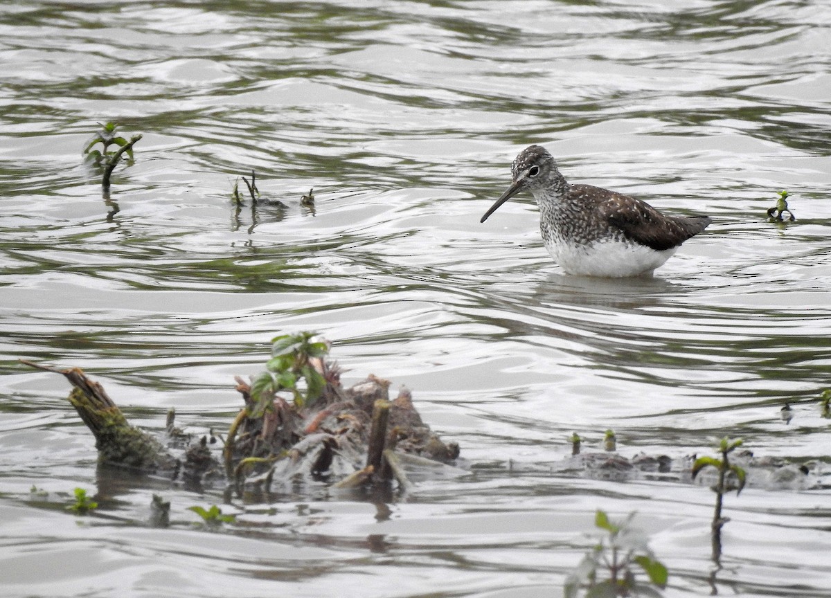 Green Sandpiper - ML622102620