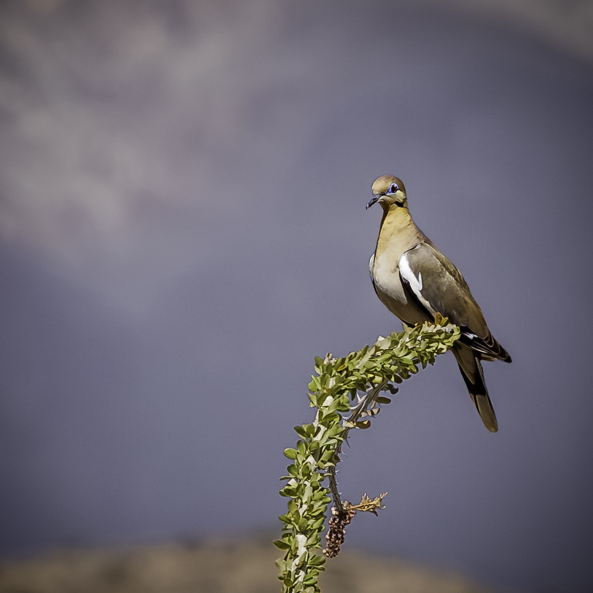 White-winged Dove - ML622102623