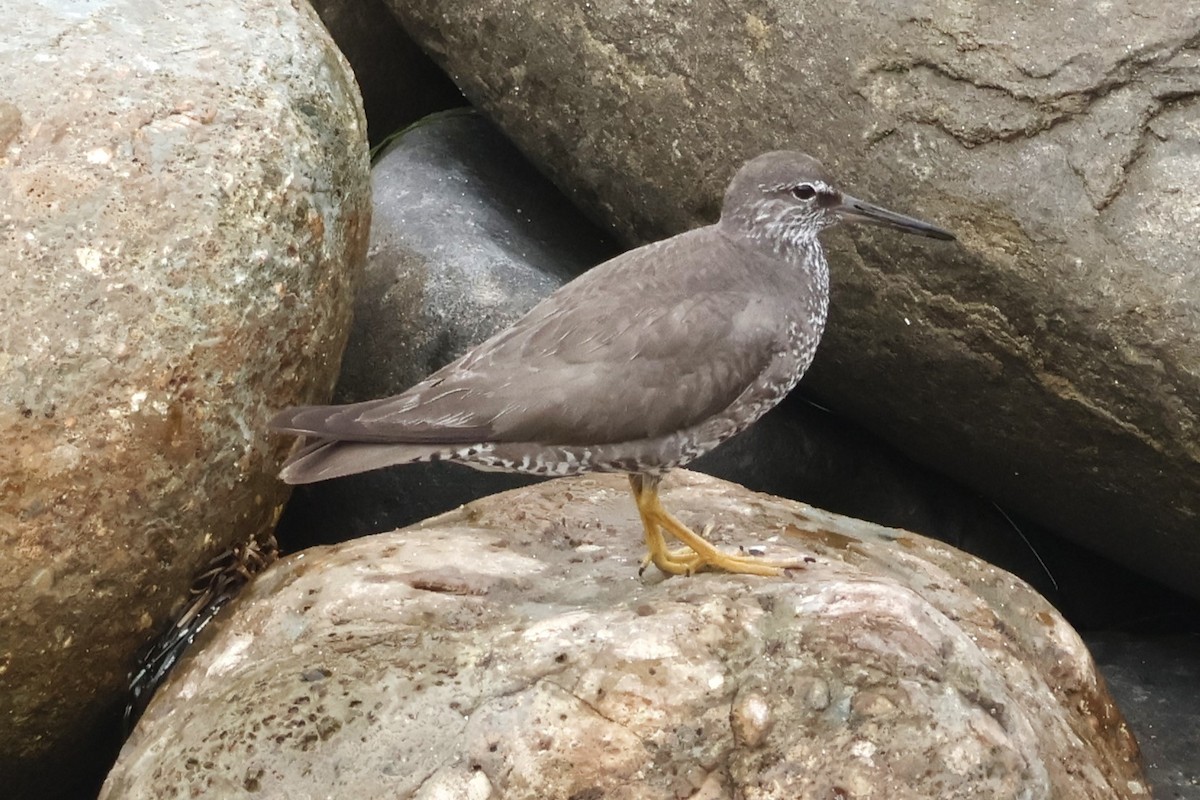 Wandering Tattler - ML622102634