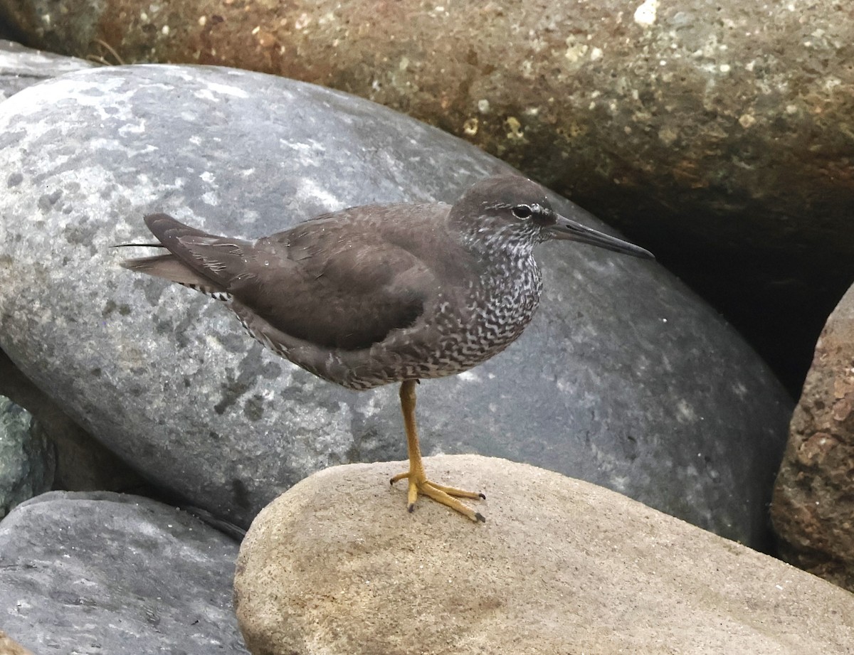 Wandering Tattler - ML622102635