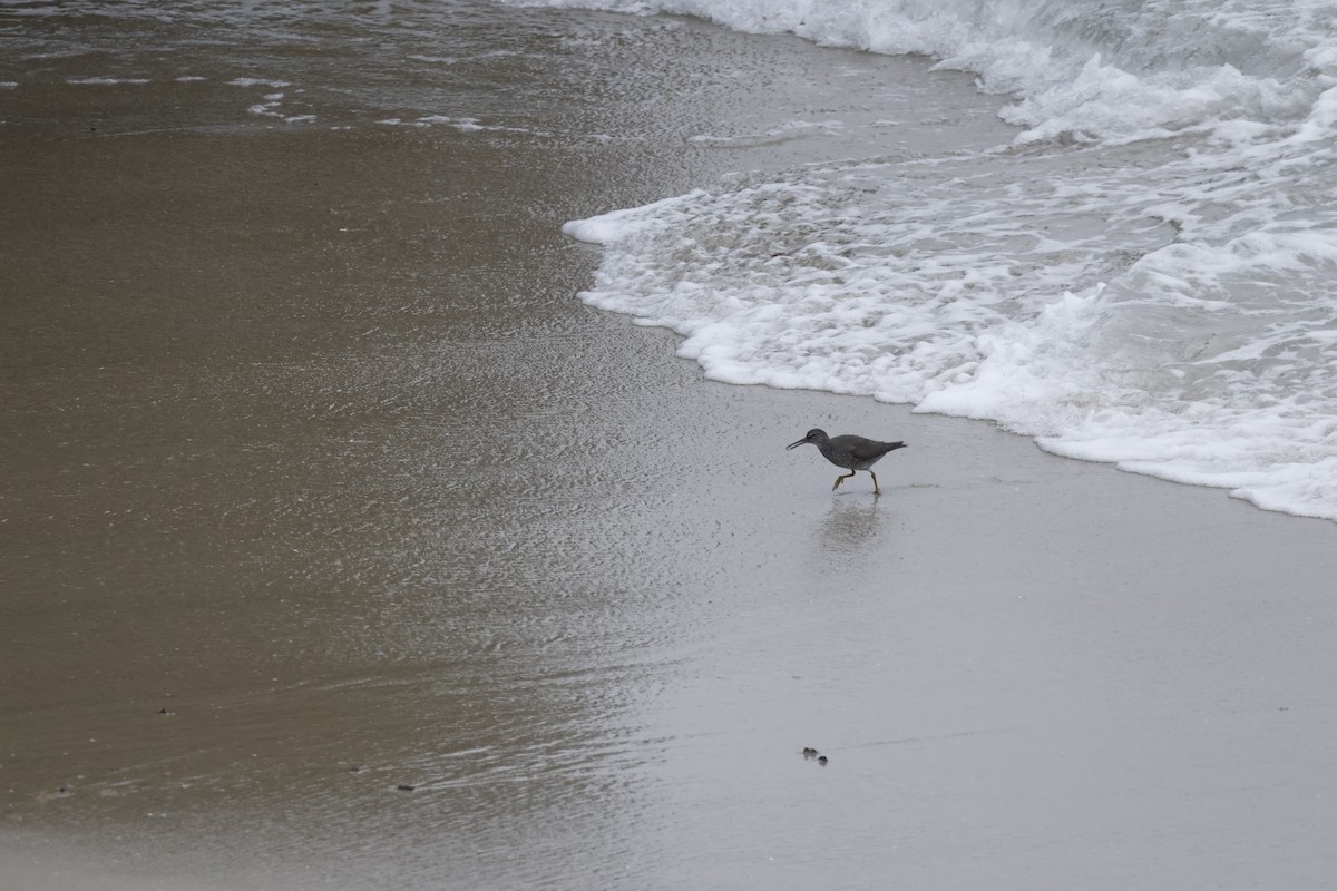 Wandering Tattler - Margaret Brown