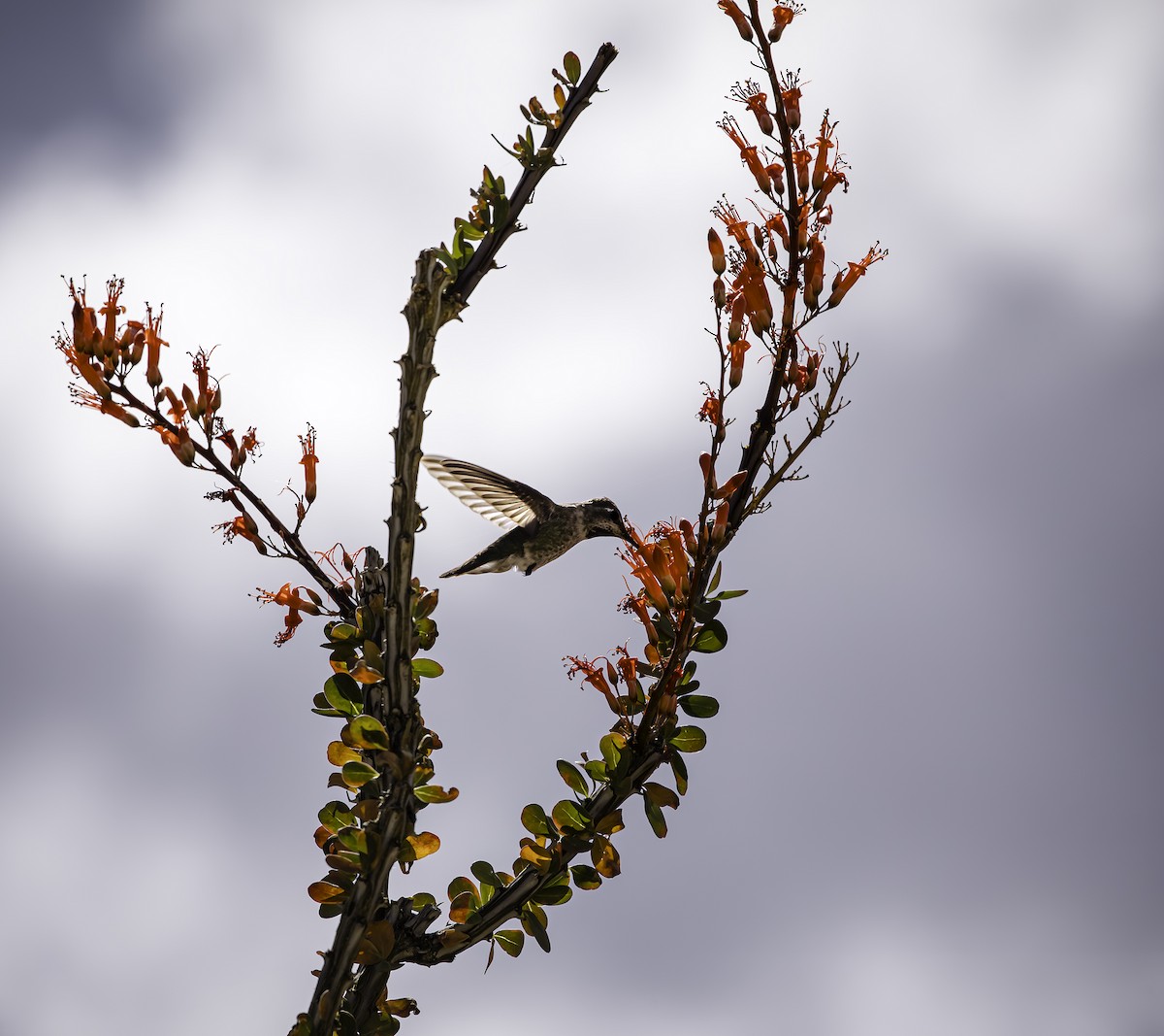 Anna's Hummingbird - ML622102645